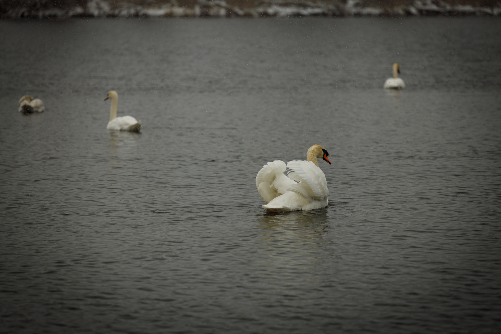 Schwäne im Pfrunger Ried