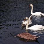 "Schwäne im Rosengarten"