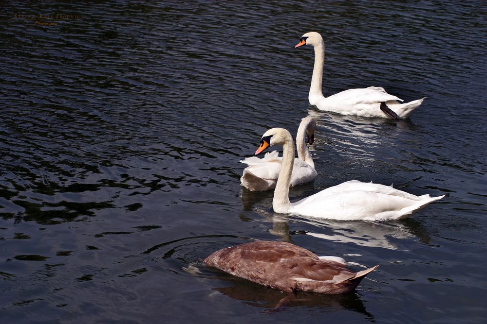 "Schwäne im Rosengarten"