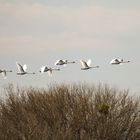 Schwäne im Rundflug 1