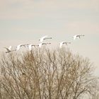 Schwäne im Rundflug 2