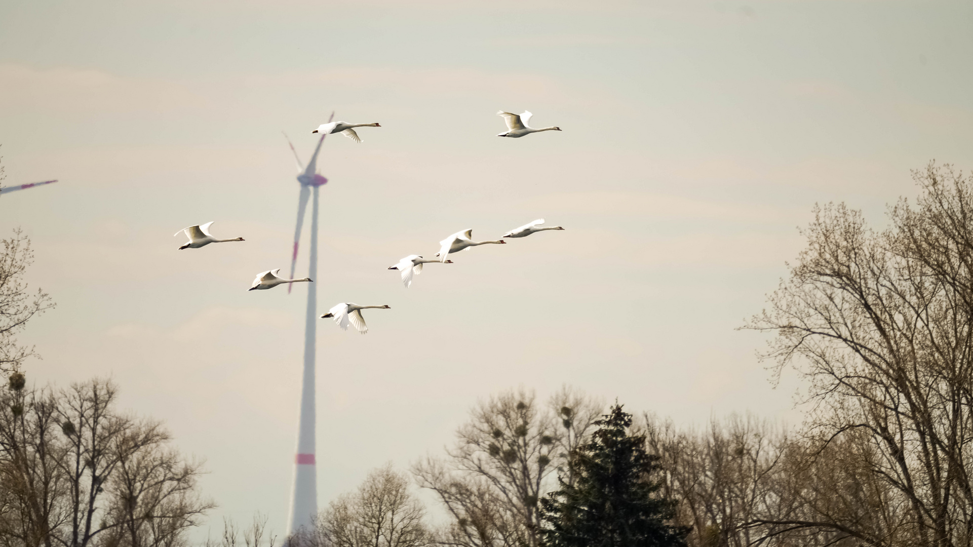 Schwäne im Rundflug 3