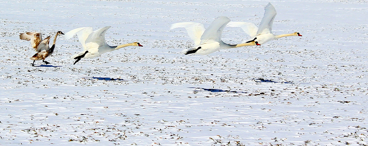 Schwäne im Schnee