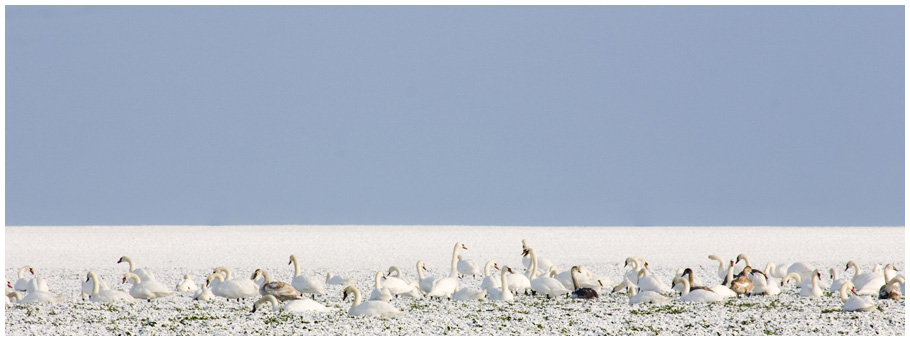 Schwäne im Schnee