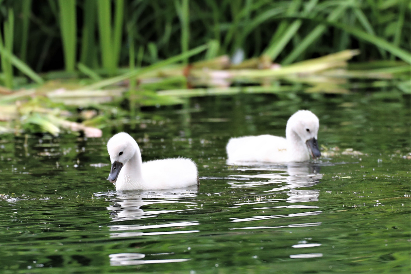 Schwäne im See