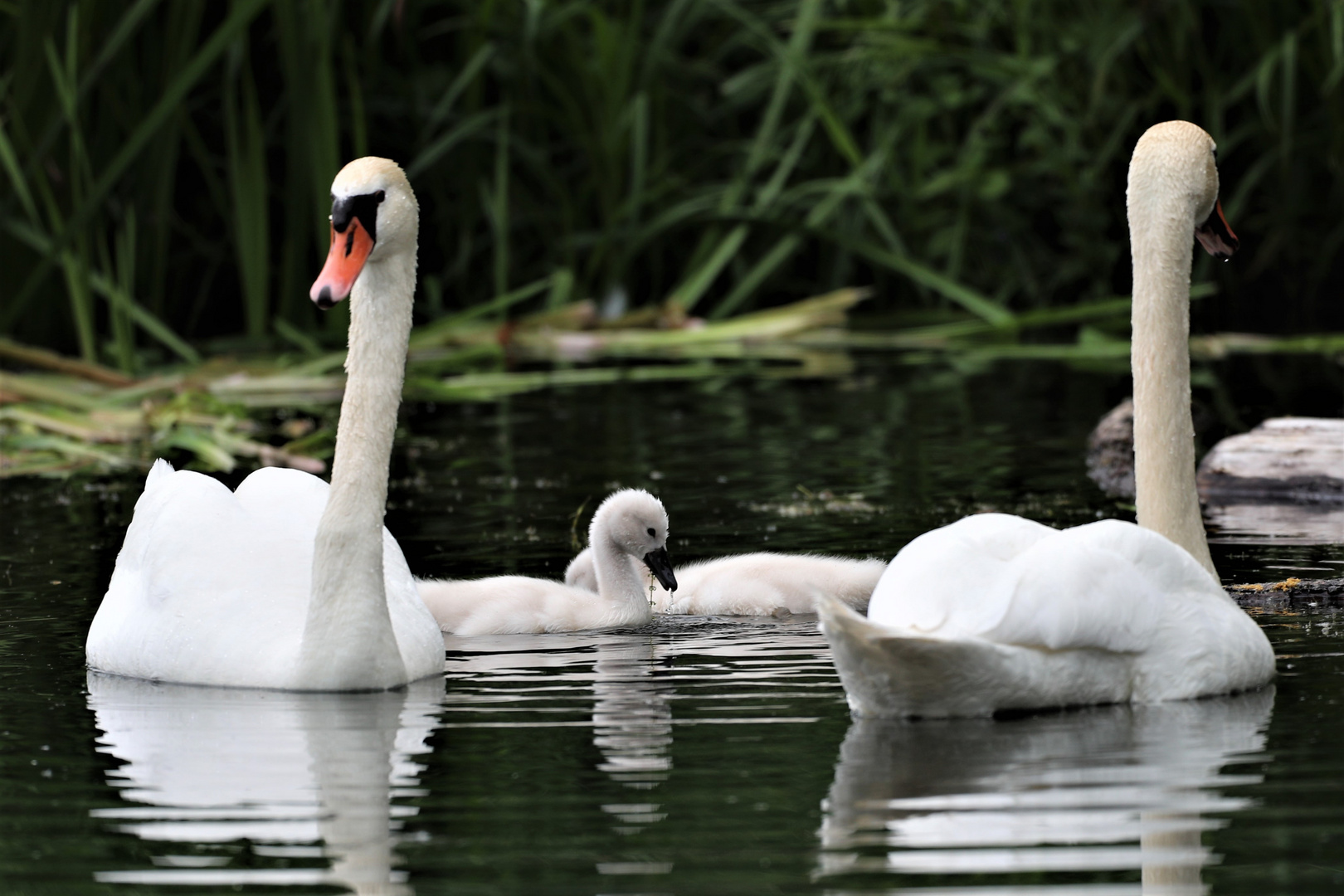 Schwäne im See