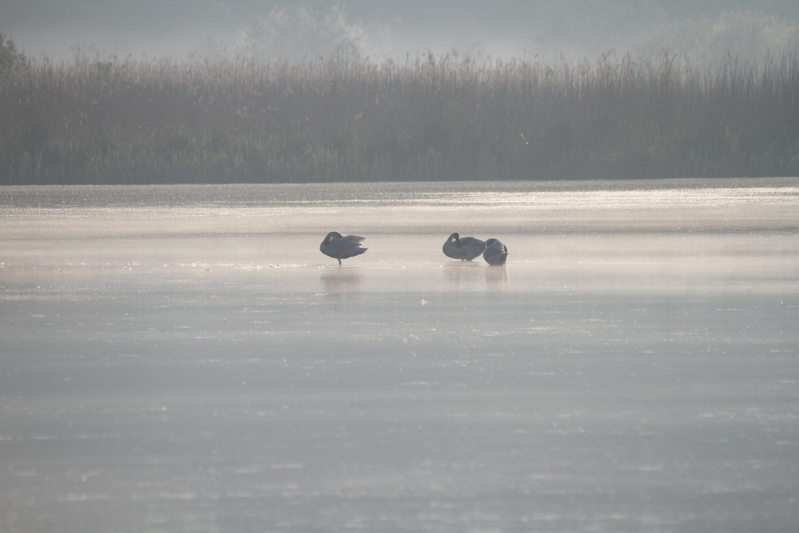 Schwäne im See