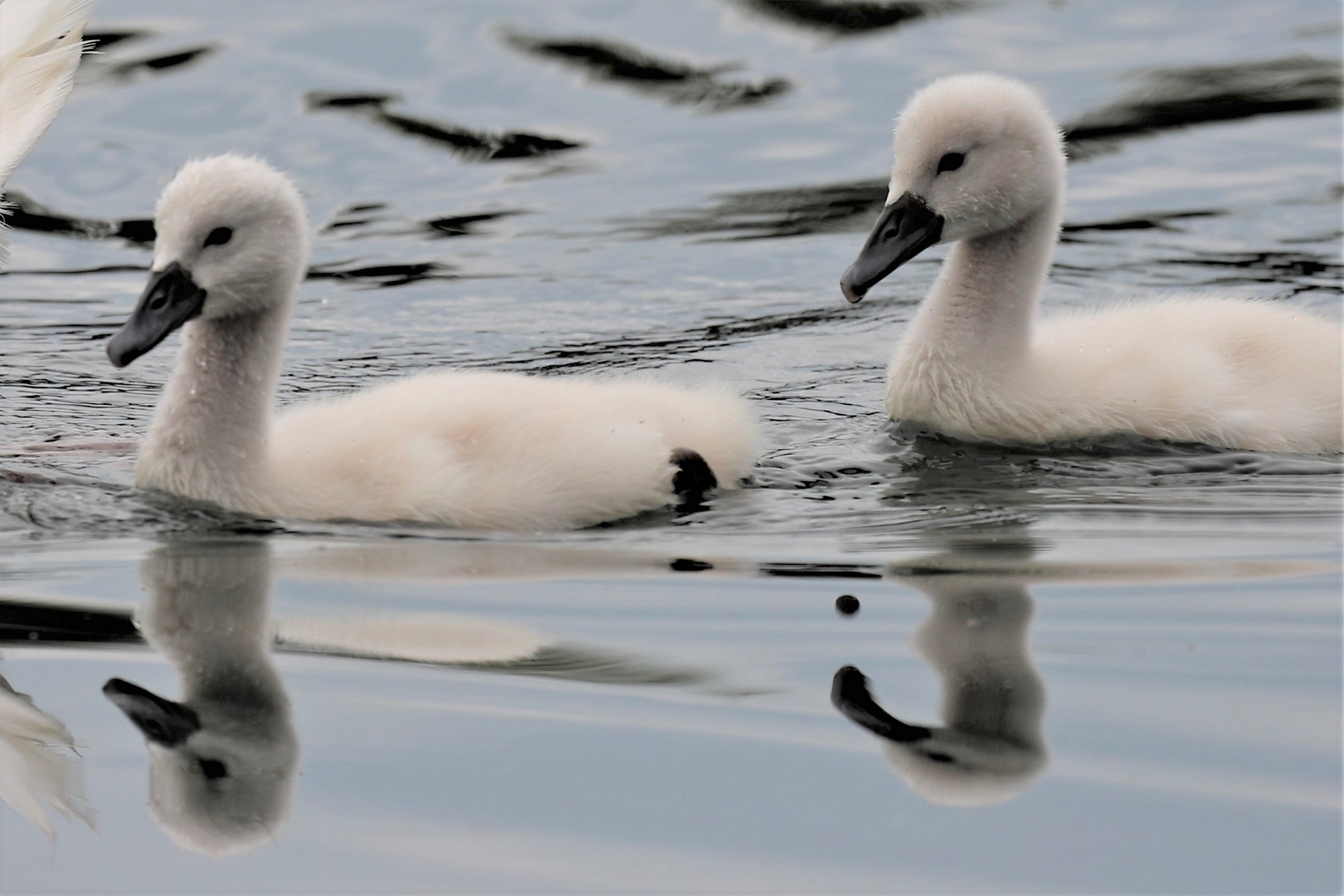 Schwäne im See