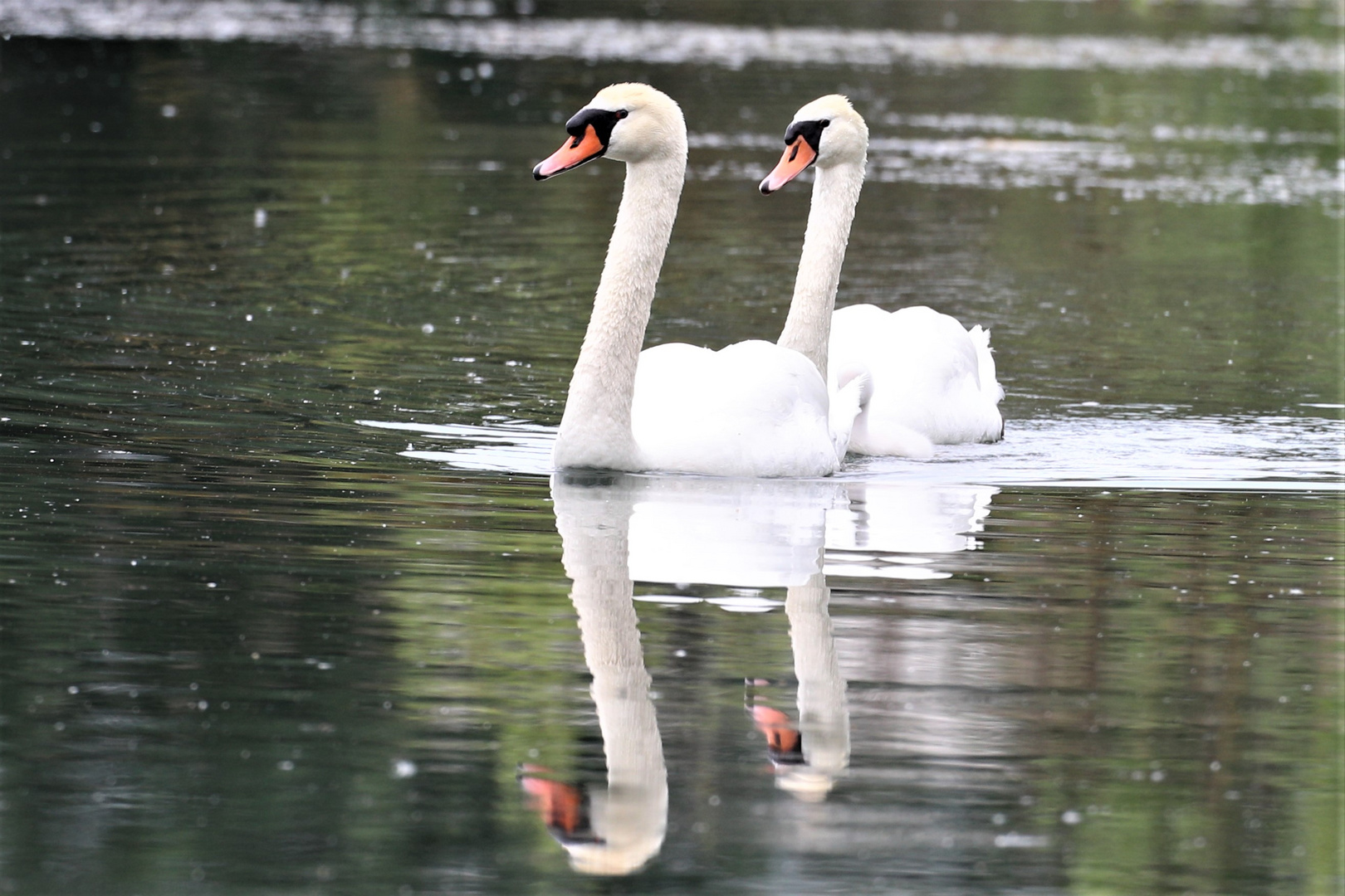 Schwäne im See