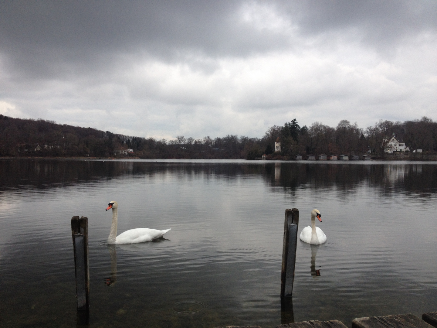 Schwäne im See