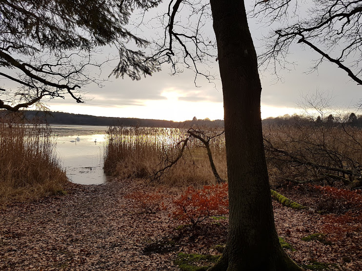 Schwäne im See