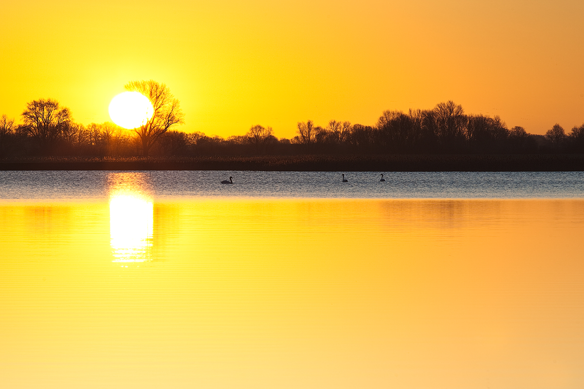 Schwäne im Sonnenaufgang