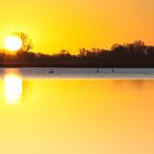 Schwäne im Sonnenaufgang