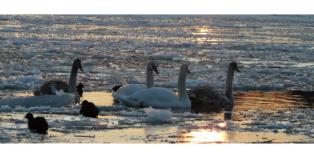 Schwäne im Sonnenuntergang