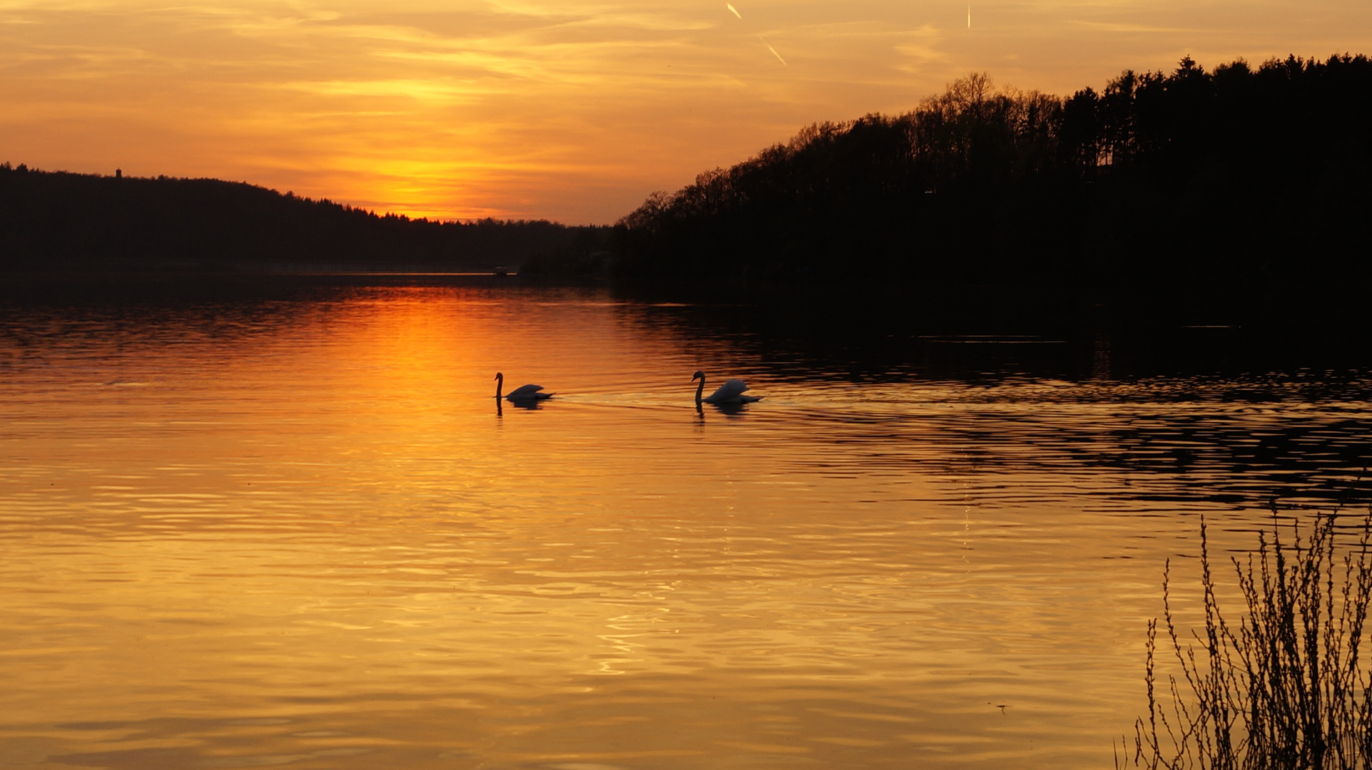 Schwäne im Sonnenuntergang