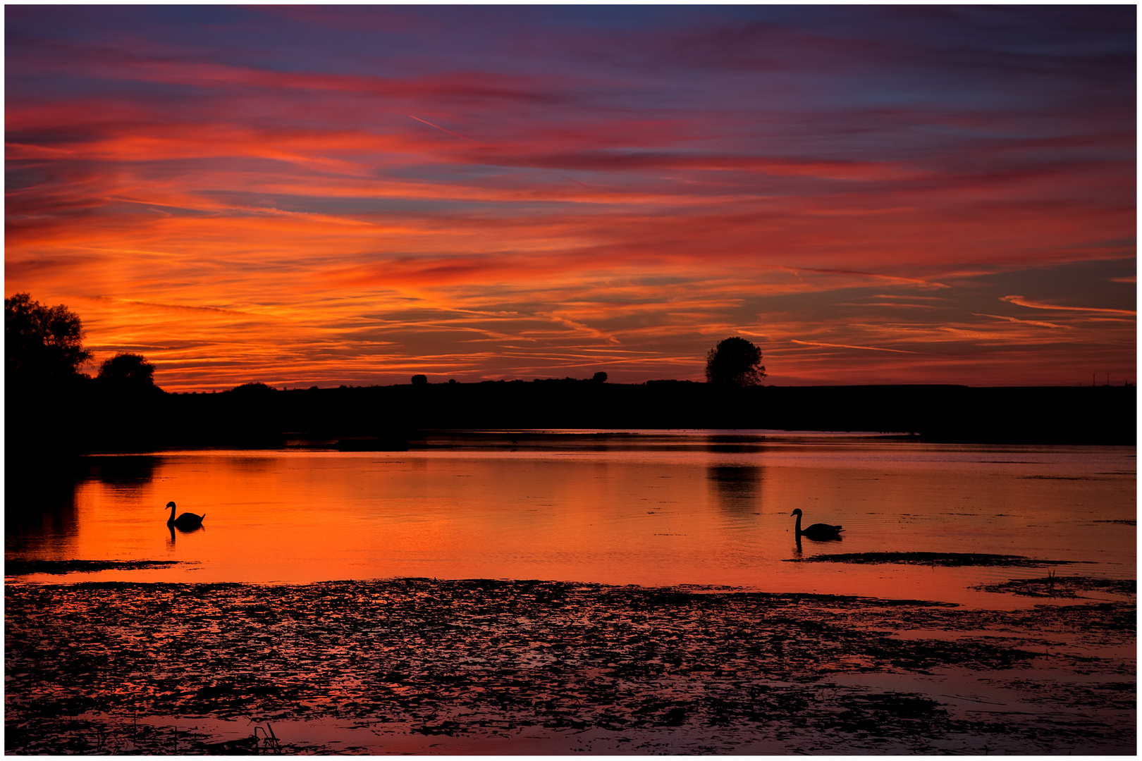 Schwäne im Sonnenuntergang