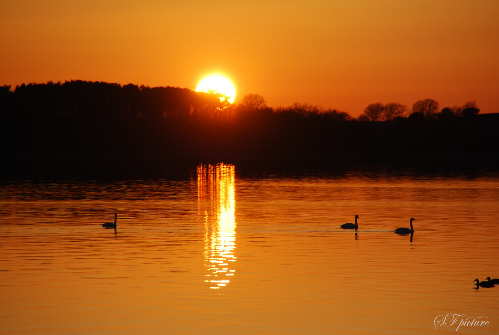 Schwäne im Sonnenuntergang