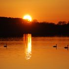 Schwäne im Sonnenuntergang