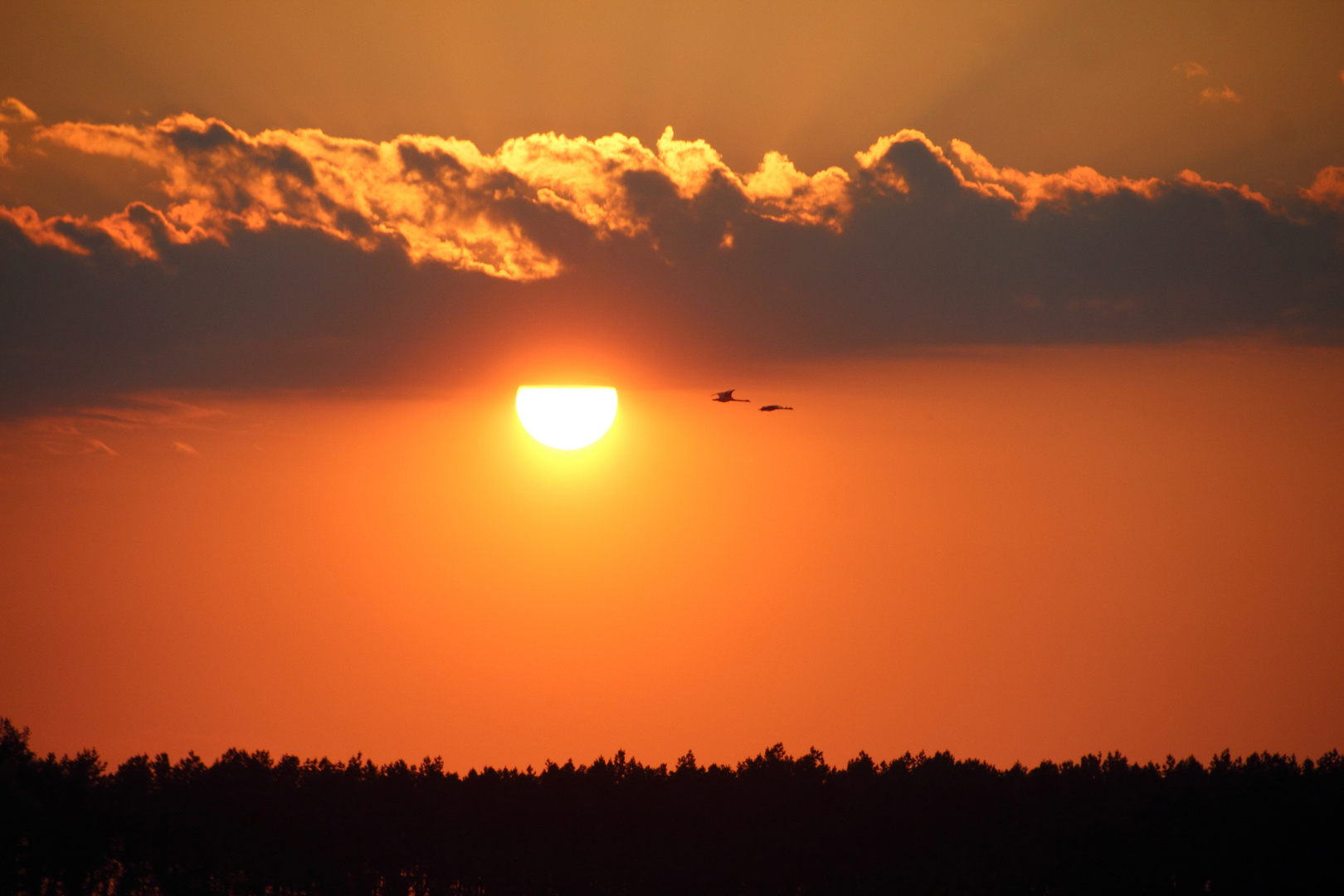 Schwäne im Sonnenuntergang