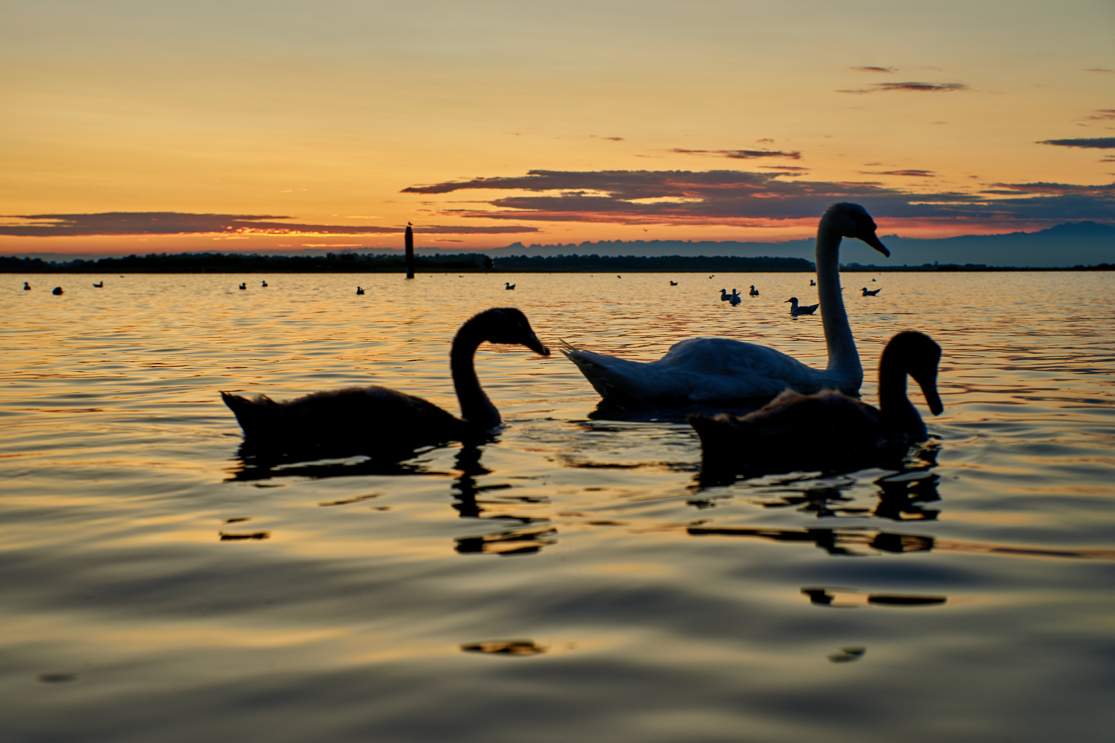 Schwäne im Sonnenuntergang