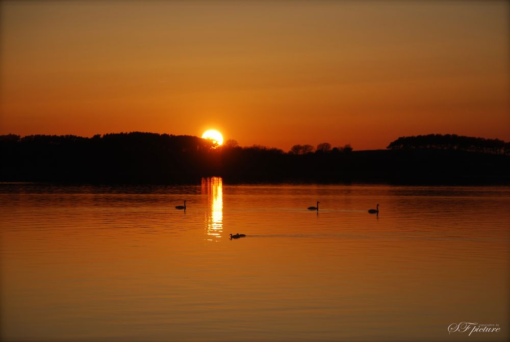 Schwäne im Sonnenuntergang