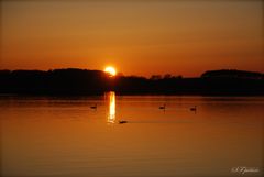 Schwäne im Sonnenuntergang