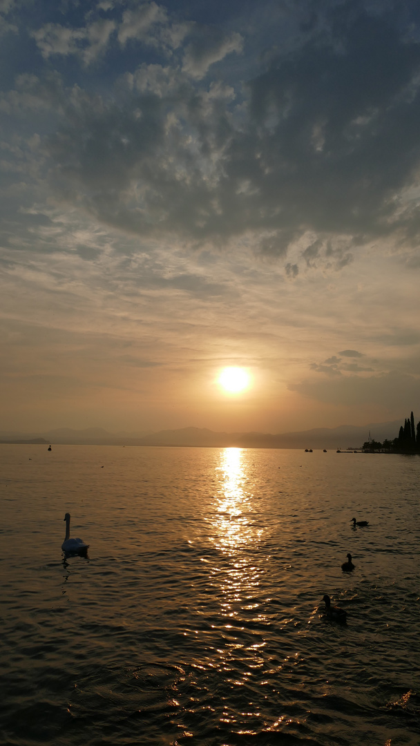 Schwäne im Sonnenuntergang bei Bardolino