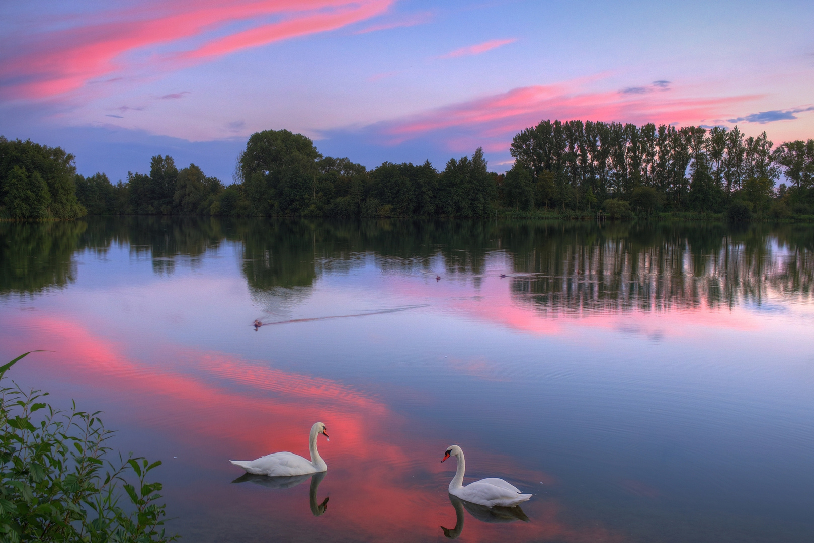 Schwäne im Sonnenuntergangslicht