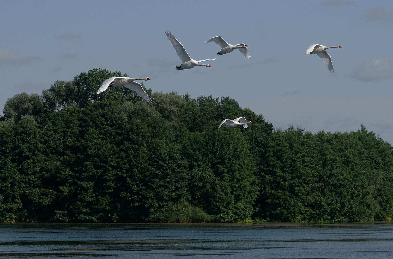 Schwäne im Vorbeiflug