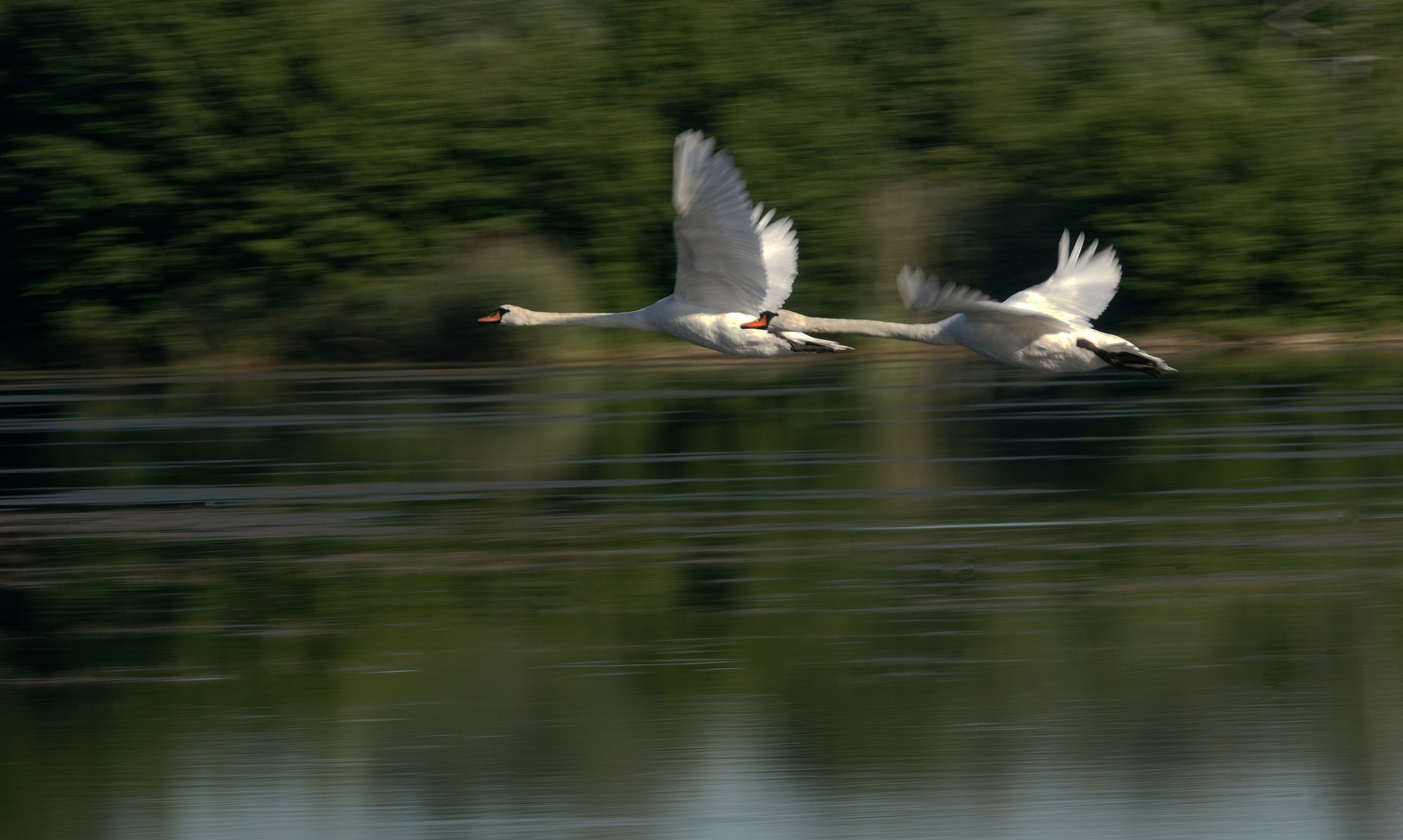 Schwäne im Vorbeiflug (mitzieher)