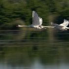 Schwäne im Vorbeiflug (mitzieher)