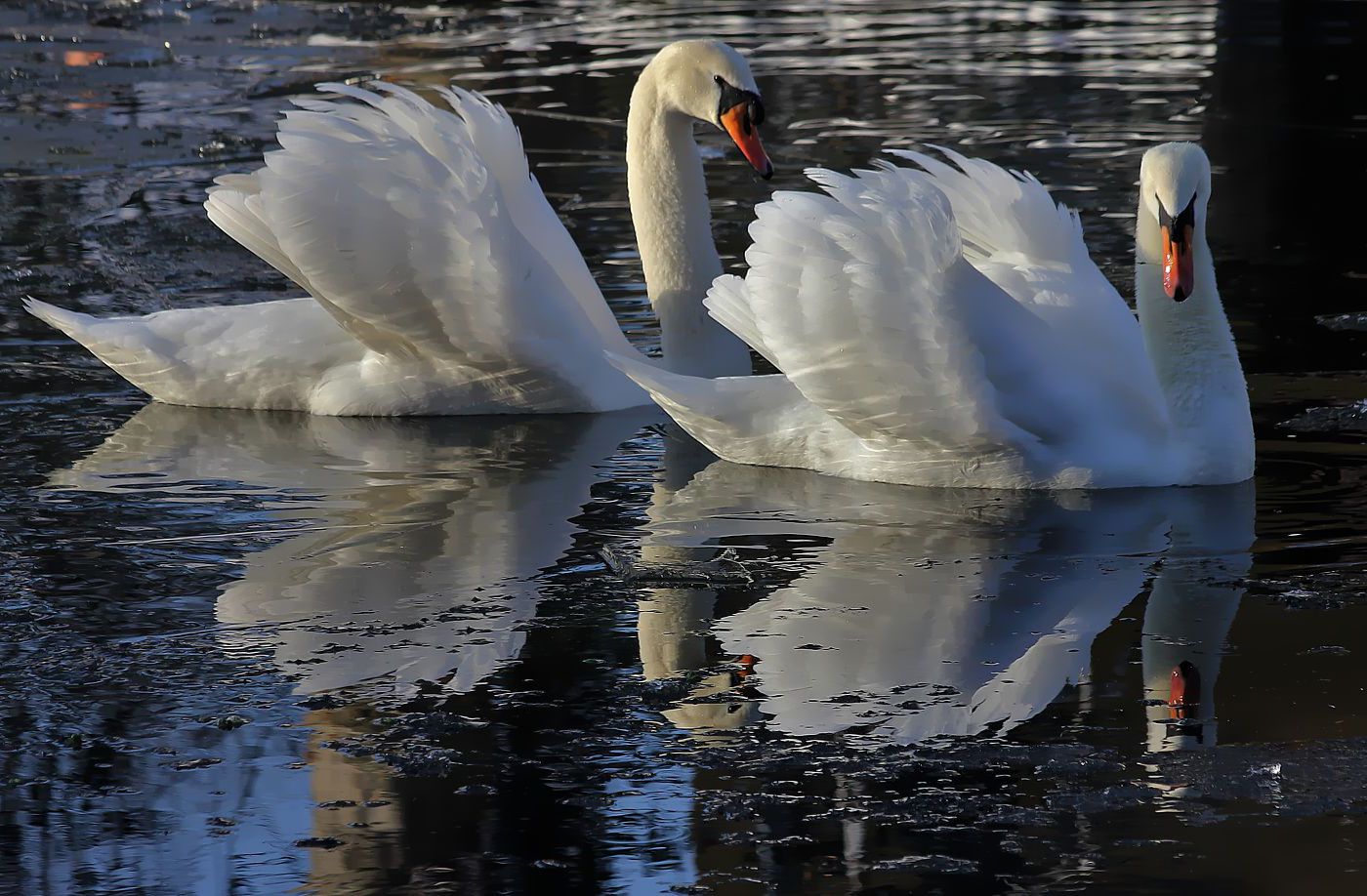 Schwäne im Winter