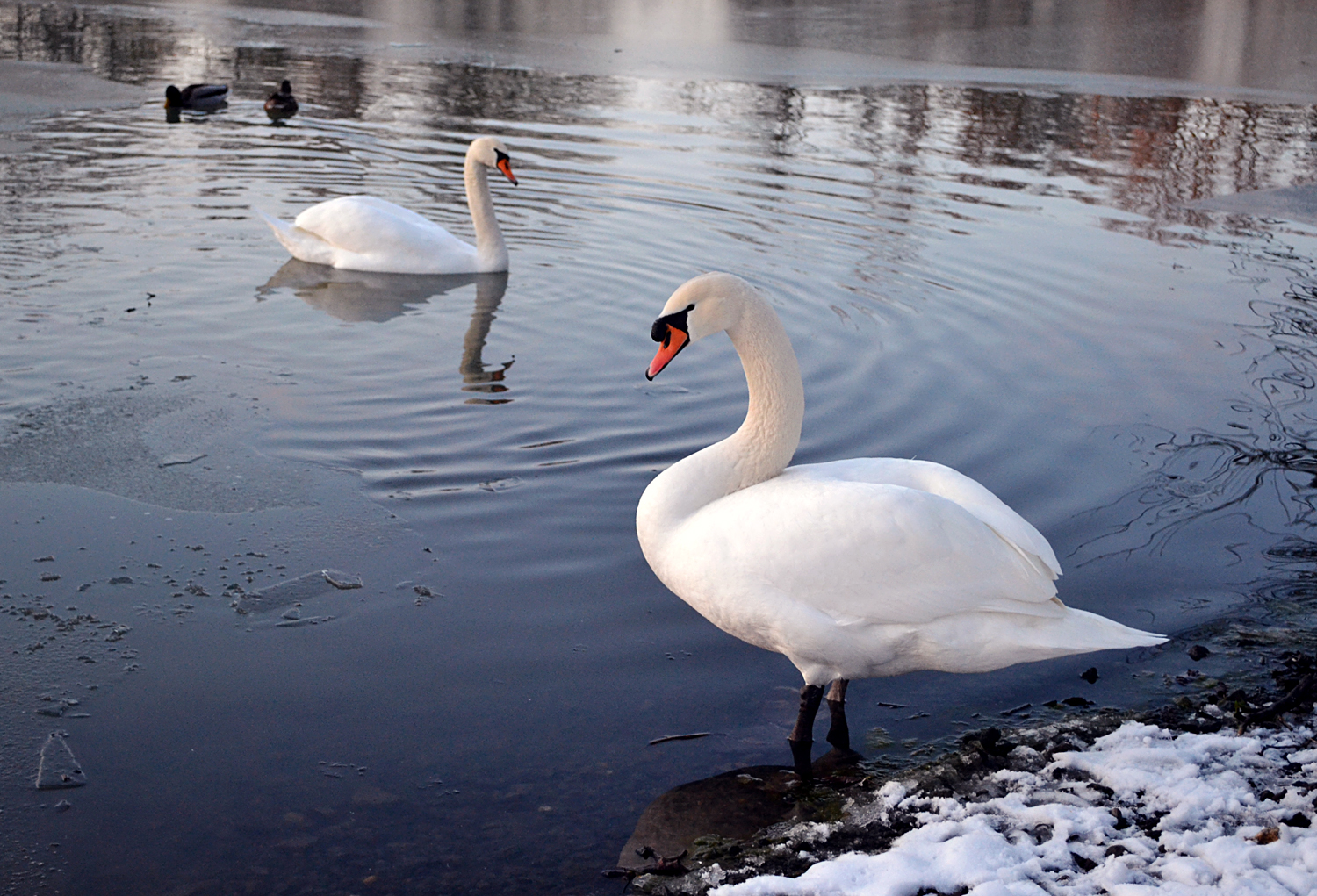 Schwäne im Winter