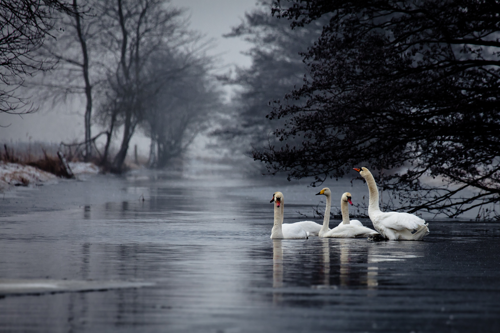 Schwäne im Winter