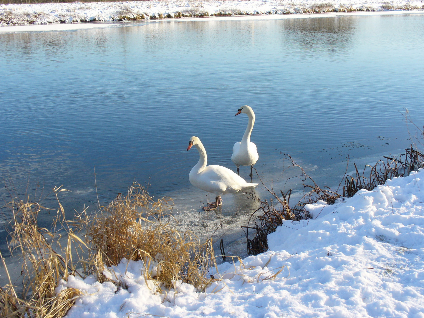 Schwäne im Winter an der Ruhr in Hattingen