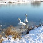 Schwäne im Winter an der Ruhr in Hattingen