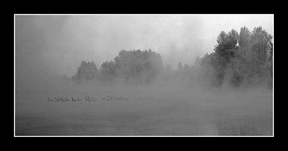 Schwäne im Winter