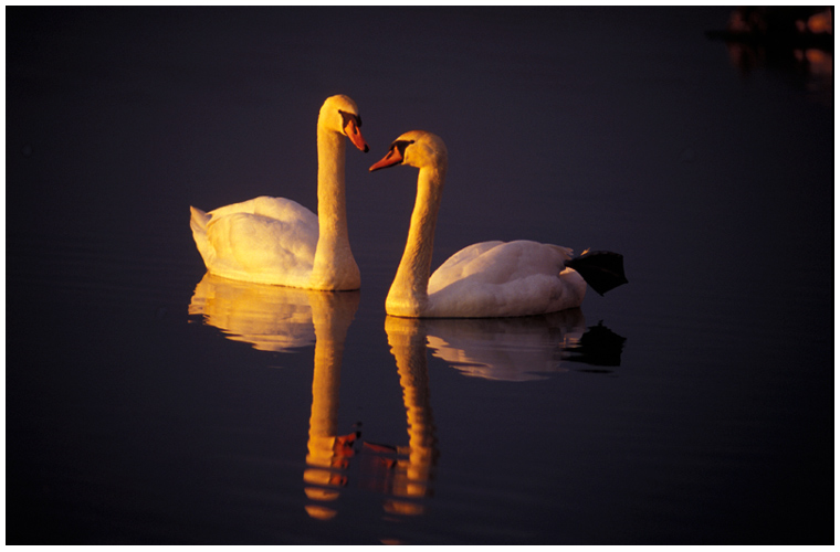 Schwäne in Abendstimmung