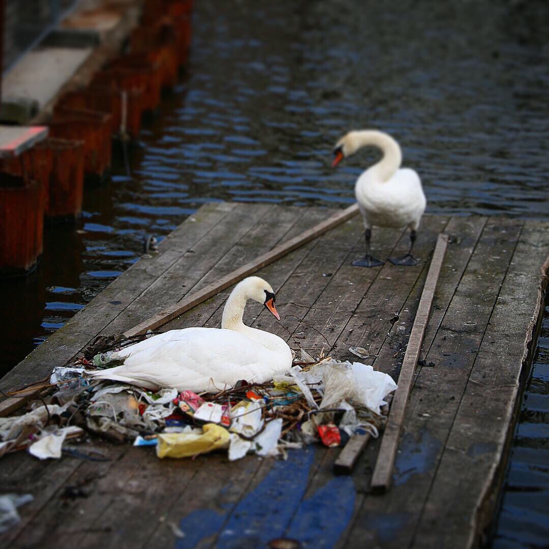 Schwäne in Amsterdam