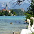 Schwäne in Bled