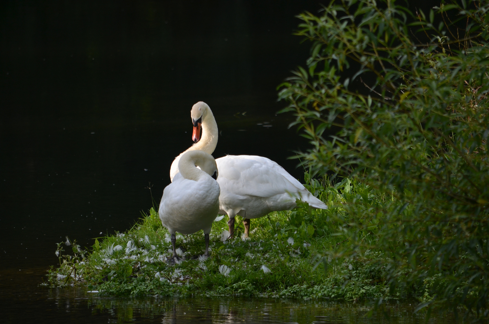 Schwäne in den Rheinauen