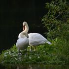 Schwäne in den Rheinauen