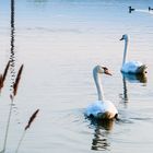 Schwäne in der Abenddämmerung