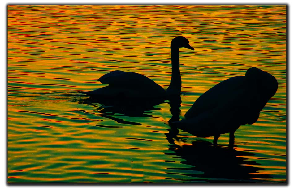 Schwäne in der Abendsonne