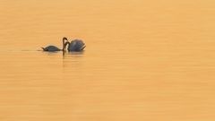 Schwäne in der Abendsonne