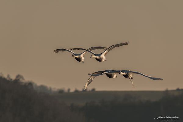 Schwäne in der Abendsonne