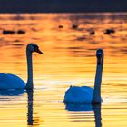 Schwäne in der Dezember-Abendsonne (am Lech bei Unterbergen)