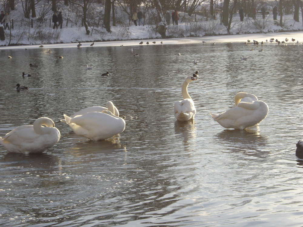 Schwäne in der Eiszeit....