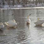 Schwäne in der Eiszeit....