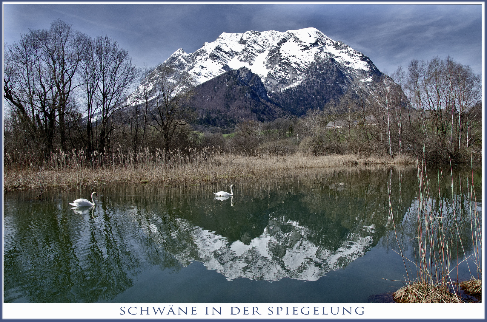 Schwäne in der Spiegelung